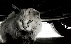 为什么猫喜欢躲发动机里 直接开启会跑出来吗？