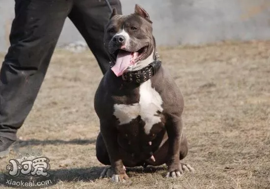 美国恶霸犬犬瘟热怎么办 恶霸犬犬瘟热治疗方法1