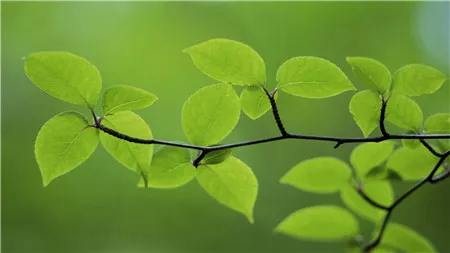 长期用薰衣草精油直接涂脸