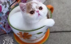 茶杯猫要绝育吗 茶杯猫绝育注意事项