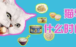 猫零食什么时候喂