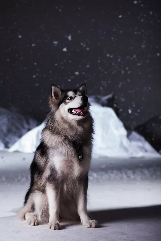 阿拉斯加犬多少钱一只 阿拉斯加犬价格详情1