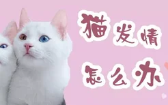 猫发情怎么办 给猫咪切一刀吧