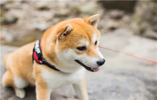 新手养柯基还是柴犬 清楚自己的想要的很重要！新手养柯基还是柴犬 清楚自己的想要的很重要！新手养柯基还是柴犬