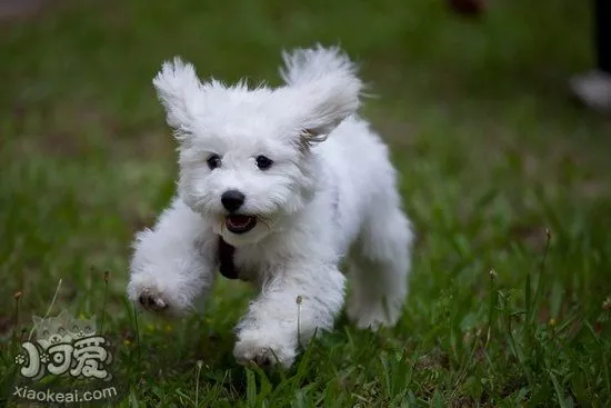 比熊犬怎么驱虫 比熊犬驱虫用什么药好