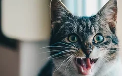 为什么猫身上有股臭味 你多久没给它清理肛门腺了？