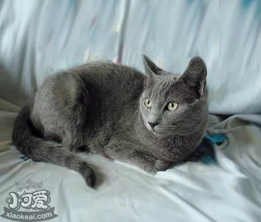 俄罗斯蓝猫交配要注意什么 俄罗斯蓝猫交配小知识