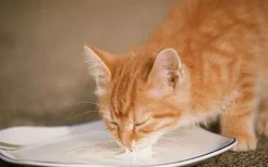 猫喝凉水会不会拉肚子 凉水就不要给猫咪喂了！