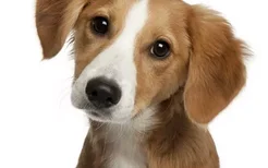 狗狗打疫苗时需要注意什么 狗狗打疫苗前后注意事项