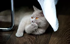 猫流鼻涕打喷嚏流眼泪 你以为是小感冒可能是大病毒！