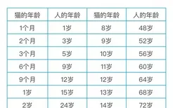 猫可以活多少年 寿命和饮食、护理、品种都是有关的！