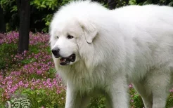 大白熊犬换毛怎么护理 大白熊犬换毛期间护理方法