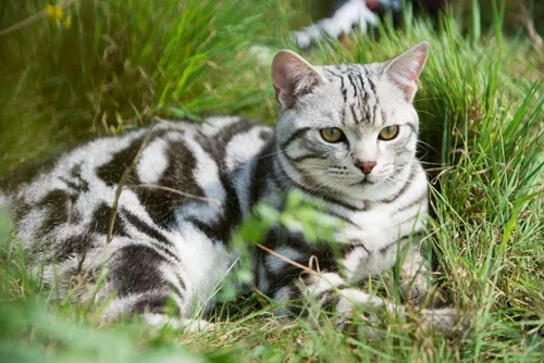 美国短毛猫多久洗一次澡 美短洗澡注意事项