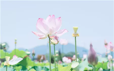 芦荟用什么肥料长得快