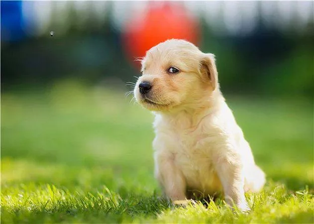 日本的秋田犬价格多少