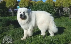 大白熊犬服从性怎么训练 大白熊犬服从性训练教程
