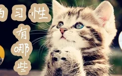 猫的生活习性和特点介绍