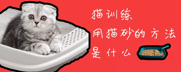 猫训练用猫砂的方法是什么