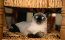 暹罗猫是什么品种 它可是短毛猫里的代表哦！