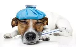 狗狗胰腺炎症状有哪些 狗狗胰腺炎的早期症状表现