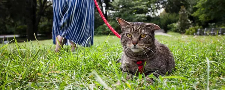 猫砂哪种好用 如何给猫挑选适合的猫砂