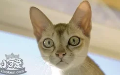 新加坡猫打呼噜怎么回事 新加坡猫打呼噜原因介绍
