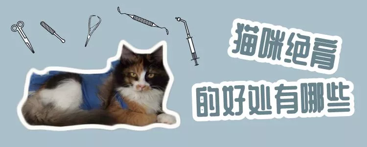 猫咪绝育的好处有哪些