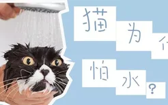 猫为什么怕水