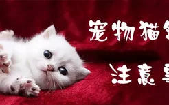 宠物猫领养注意事项