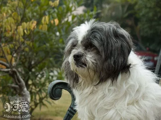 西施犬乱吠叫怎么训练 西施犬停止乱吠叫训练方法1