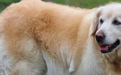 金毛犬一个月吃多少 每只金毛的情况都不同！