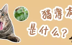 猫薄荷是什么