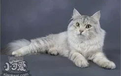 西伯利亚猫怎么治疗猫癣 猫癣治疗手段