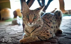 热带草原猫得了猫癣怎么治疗 猫癣治疗方法