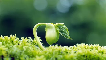 什么叶面肥能使叶子快速变绿变厚