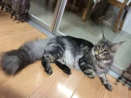 缅因猫性格好吗 缅因猫性格特点介绍