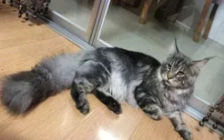 缅因猫性格好吗 缅因猫性格特点介绍