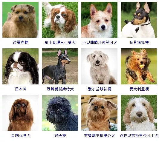 小型犬品种大全 这些狗狗你想养哪只？小型犬品种大全 这些狗狗你想养哪只？