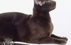 哈瓦那棕猫怎么养 哈瓦那猫饲养方法
