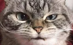 猫绝育影响脸发育吗 发腮跟绝育真的有关系吗？