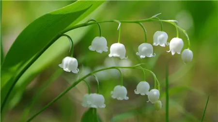 昙花用什么肥料容易开花