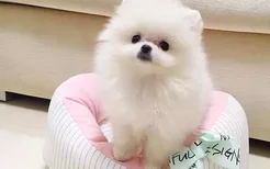 西施犬短毛造型