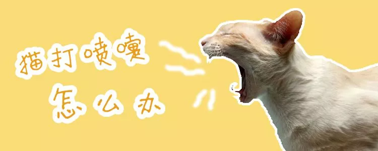 猫打喷嚏怎么办