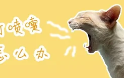 猫打喷嚏怎么办