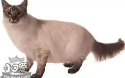 爪哇猫偷吃怎么训斥 如何训练爪哇猫不偷吃