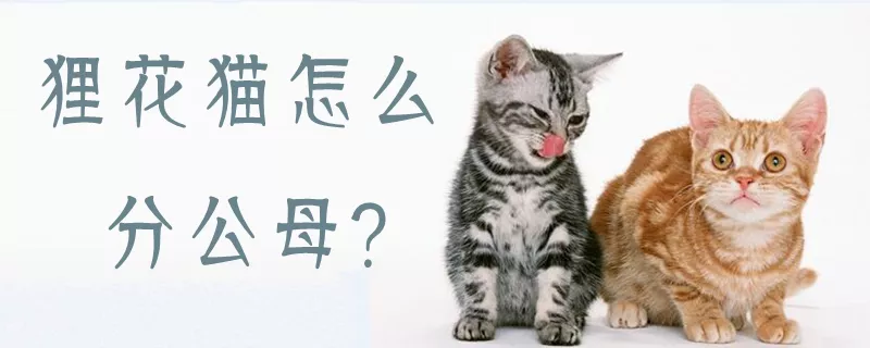 狸花猫怎么分公母