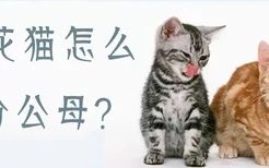 狸花猫怎么分公母