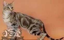 肯尼亚猫不会用猫抓板怎么办 肯尼亚猫猫抓板训练