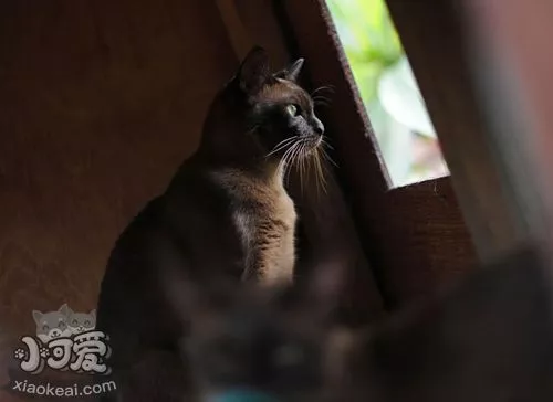 缅甸猫有什么遗传疾病 缅甸猫遗传疾病介绍