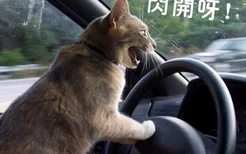 猫咪晕车怎么办 假期出行猫咪晕车解决办法